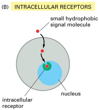 directly activate intracellular receptors in the cytoplasm or nucleus of target