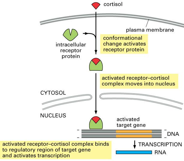 Steroid hormones signal through intracellular receptors
