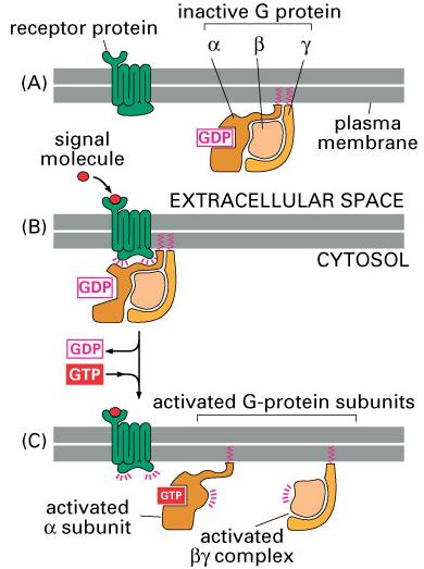 G proteins dissociate into 2 signaling complexes when activated 1. Signal molecule binds GPCR 2.