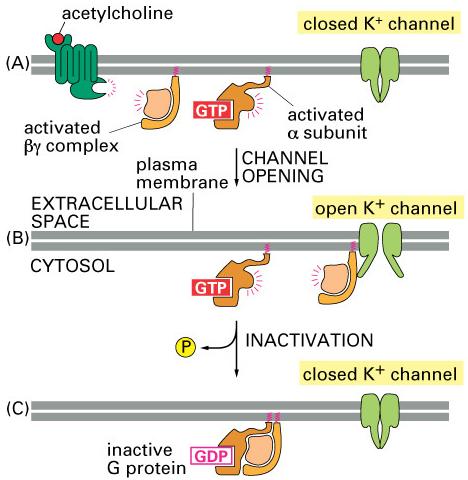Some G proteins regulate ion channels Acetylcholine slows the heart Receptor activation