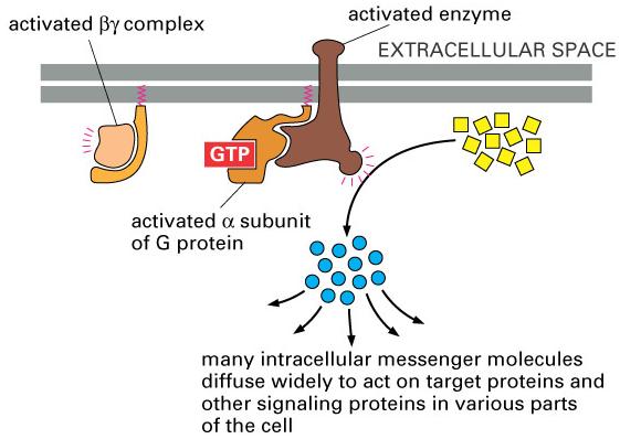 Some G proteins regulate