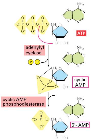 Cyclic AMP (camp) is a common second messenger camp is generated from ATP by adenylyl cyclase camp is degraded
