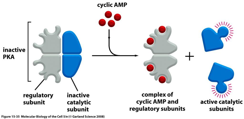 The activation of cyclic-amp -
