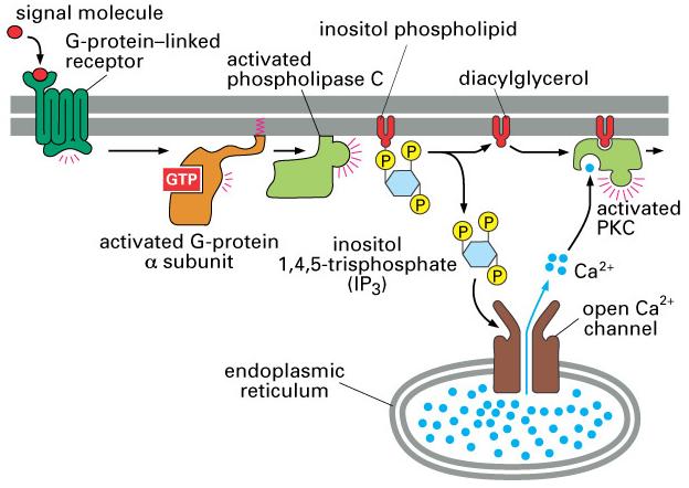 Phospholipase C