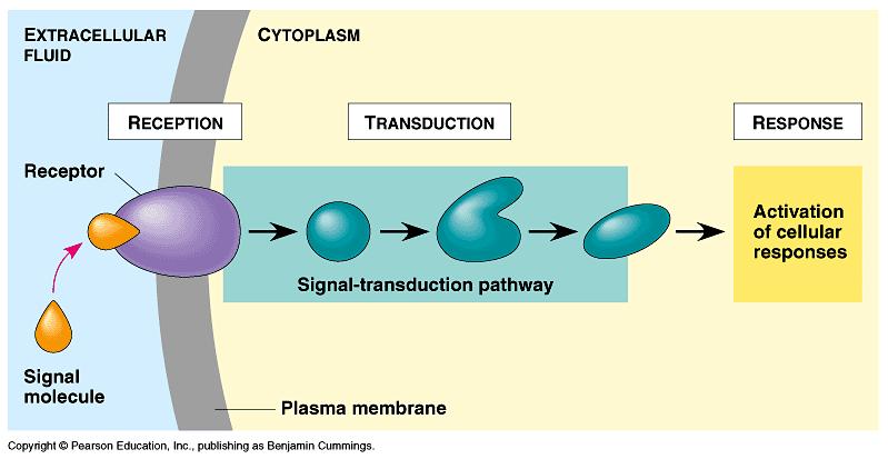 General mechanism of cellular signaling 1.