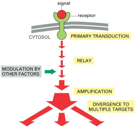 Signaling cascades perform 5 crucial functions 1. Transduce signal into molecular form that can stimulate response 2.