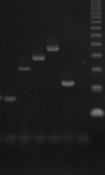 Multiplex detection of MBL carbapenemase genes 6 different bla IMP alleles IMP-1, -2, -4, -7, 12, -13 SIM : 570-bp GIM : 477-bp VIM : 390-bp SPM : 271-bp IMP : 188-bp 6 different bla VIM alleles