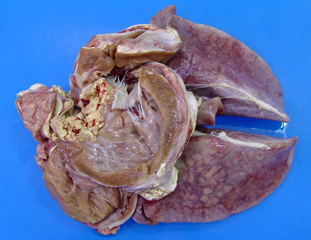 Inflammation Case 1 Heart and lungs from a pig
