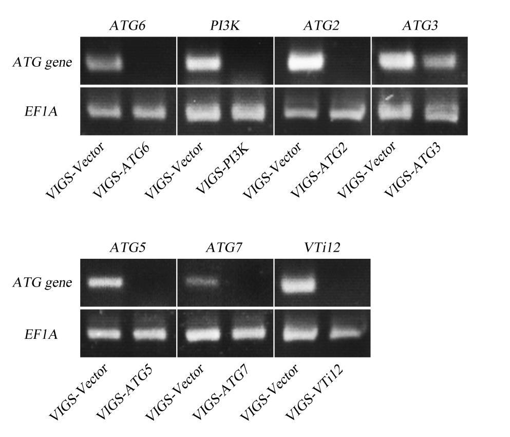 Supplemental Figure 2. Reduced Expression Levels of ATG Genes in the Silenced Plants. We used the tobacco rattle virus (TRV)-based vectors to silence ATG genes in Nicotiana benthamiana.