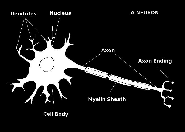 How does the brain relay messages to the rest of the body? Specialized cells called neurons.