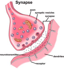 There is a gap between two neurons called a synapse.
