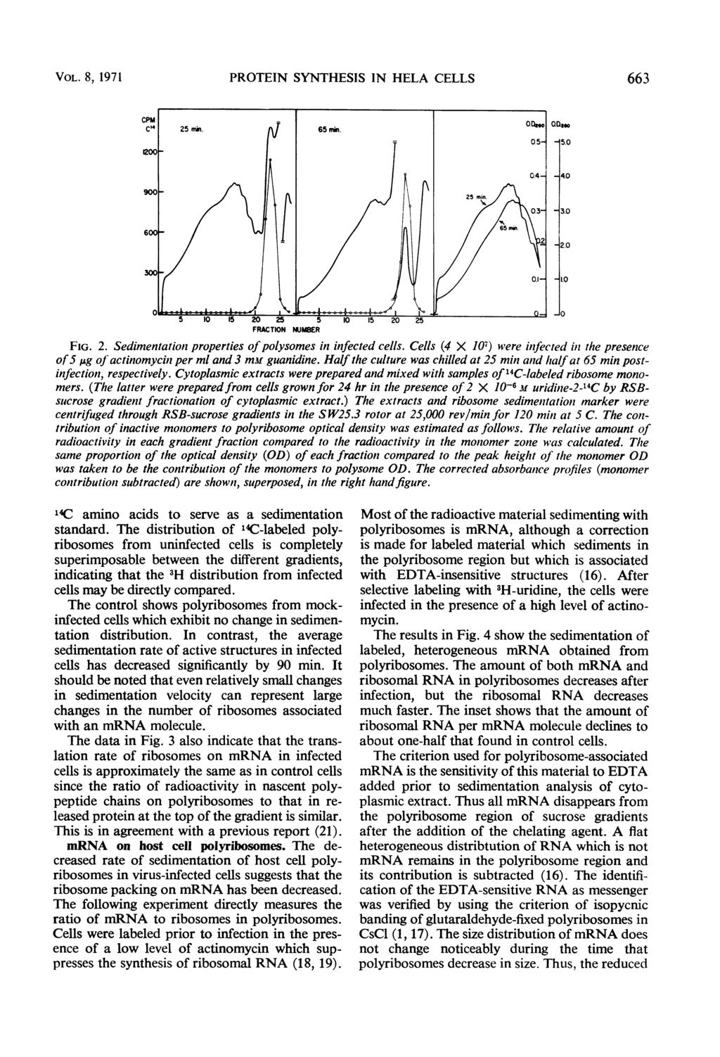 VOL. 8, 1971 PROTEIN SYNTHESIS IN HELA CELLS 663 I 5.0 4.0 _3.0 FRACTION NUMBER FIG. 2. Sedimentation properties ofpolysomes in infected cells.