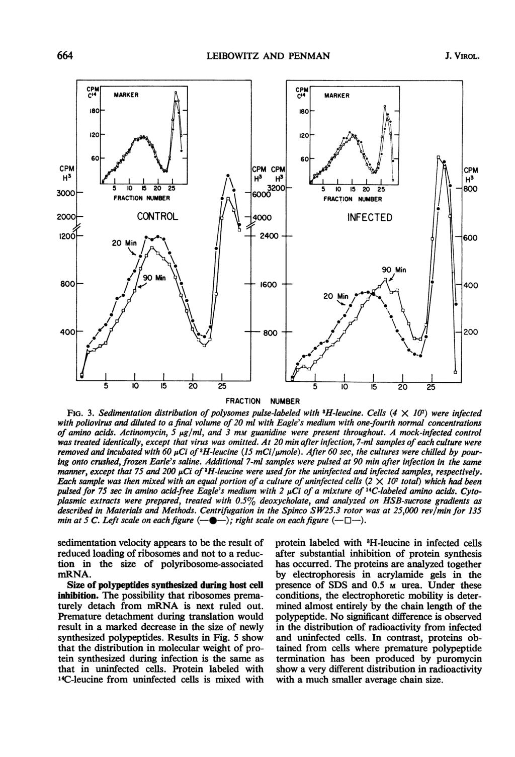 664 LEIBOWITZ AND PENMAN J. VIROL. FRACTION NUMBER FIG. 3. Sedimentation distribution ofpolysomes pulse-labeled with 8H-leucine.