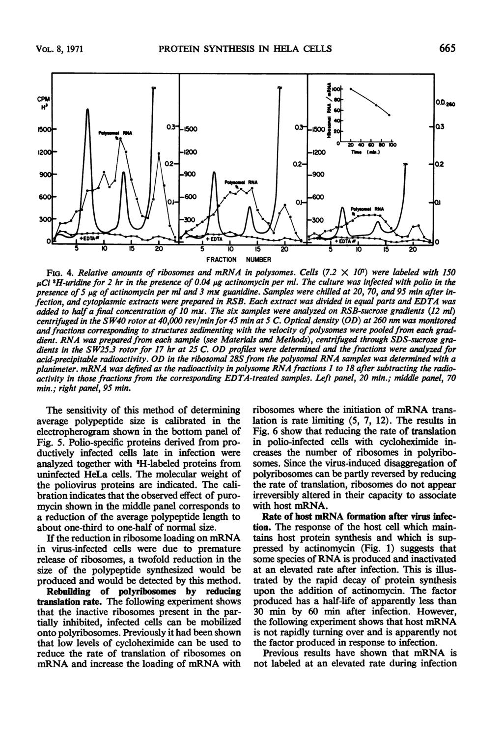 VOL. 8, 1971 PROTEIN SYNTHESIS IN HELA CELLS 665 FRACTION NUMBER FIG. 4. Relative amounts of ribosomes and mrna in polysomes. Cells (7.