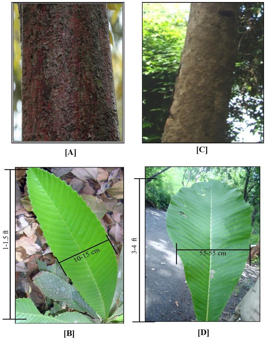 Bark and Leaf of Both Plant Species Fig.