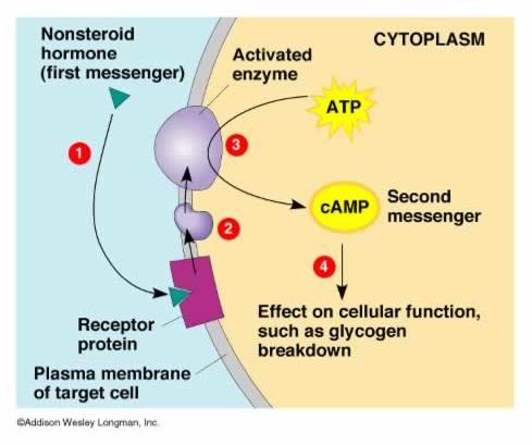 Protein Hormones 1. Protein hormones attach to a specific receptor site in the target cell membrane. 2.