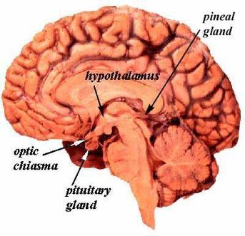 The Pituitary Gland The PITUITARY GLAND = a gland at the base of the brain that secretes more types of hormones than any