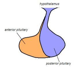The Pituitary Gland The PITUITARY GLAND is divided into two lobes: - ANTERIOR LOBE - POSTERIOR LOBE The PITUITARY GLAND and the