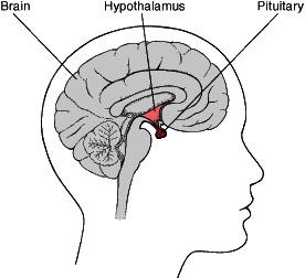 THE ENDOCRINE SYSTEM The PITUITARY GLAND is connected by a stalk to the HYPOTHALAMUS. The HYPOTHALAMUS is the area of the brain associated with homeostasis.