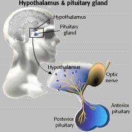 THE ENDOCRINE SYSTEM Neurons in the hypothalamus secrete