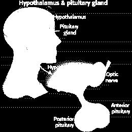 lead to the anterior lobe of the pituitary gland.