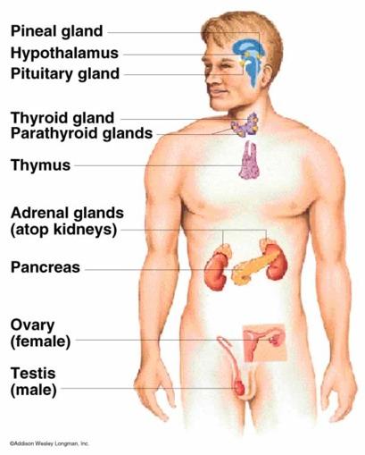 MAJOR GLANDS OF THE HUMAN BODY HYPOTHALAMUS PITUITARY GLAND THYROID GLAND