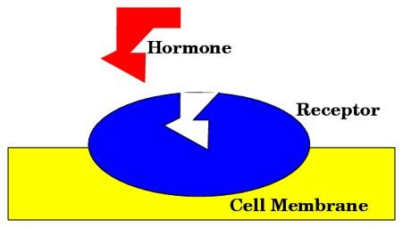 THE ENDOCRINE SYSTEM Hormones are secreted into the bloodstream, and can reach ALL the cells of the body, BUT they will only affect specific target cells Cells each have specific hormone receptors on