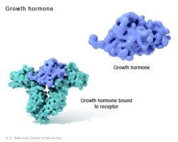 2 Types of Hormones STEROID HORMONES PROTEIN HORMONES Fat soluble!