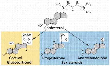 Steroid hormones are made from cholesterol and include the sex