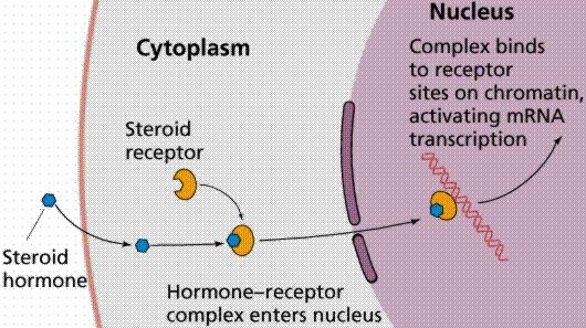 Steroid Hormones 1. Steroid hormones diffuse through the cell membrane of a target cell. 2.