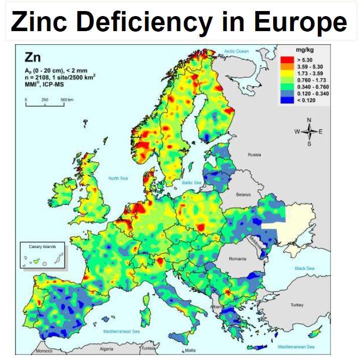 Zinc Improves the formation of proteins