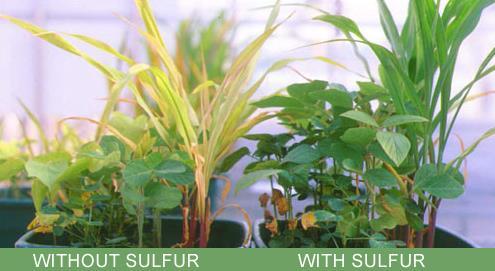 Sulphur Has a great importance for plant s ability to produce proteins Speeds up