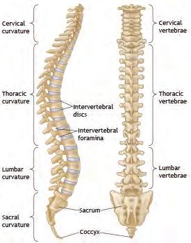 However, when a fracture-dislocation in the thoracic spine does occur, it almost always results in a complete spinal cord injury because of the relatively narrow thoracic canal.