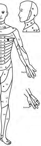 ANATOMY AND PHYSIOLOGY 133 A RIGHT MOTOR KEY MUSCLES Elbow flexors C5 UER Wrist extensors C6 (Upper Extremity Right) Elbow extensors C7 Finger flexors C8 Finger abductors (little finger) T1 Comments