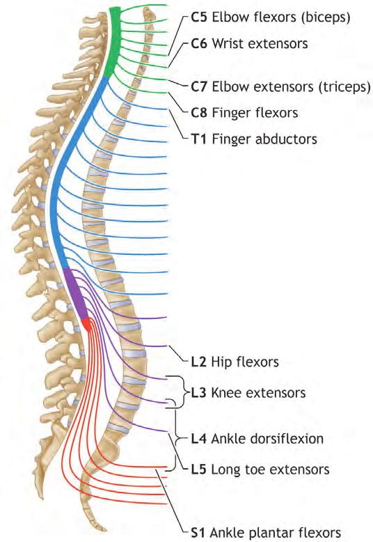 134 CHAPTER 7 n Spine and Spinal Cord Trauma n FIGURE 7-3 Key Myotomes. Myotomes are used to evaluate the level of motor function. Pitfall The sensory and motor examination is confounded by pain.