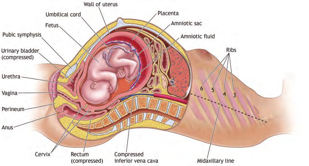 ANATOMICAL AND PHYSIOLOGICAL ALTERATIONS OF PREGNANCY 229 n FIGURE 12-2 Full-Term Fetus in Vertex Presentation. The abdominal viscera are displaced and compressed into the upper abdomen.