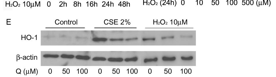 heme oxygenase 1 (HO 1) expression in preadipocyte orbital fibroblasts,
