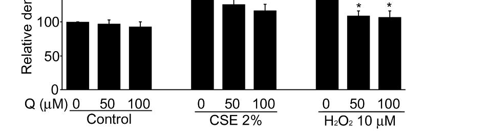 quercetin on CSE- or H2O2- stimulated HO 1 protein expression.