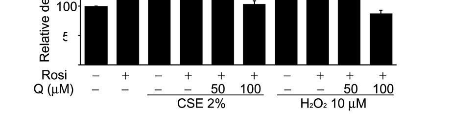 Quantification of PPARγ (B), C/EBPα (C), C/EBPβ (D), and HO 1 (E) by