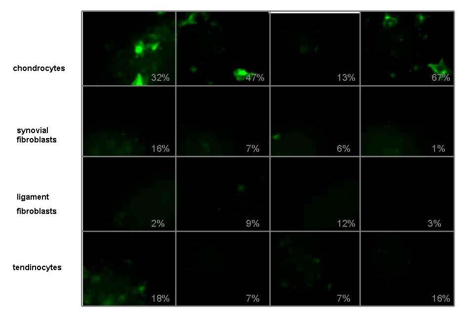 Figure 3-3. Differential transducibility across serotypes and cell types of the rat joint.