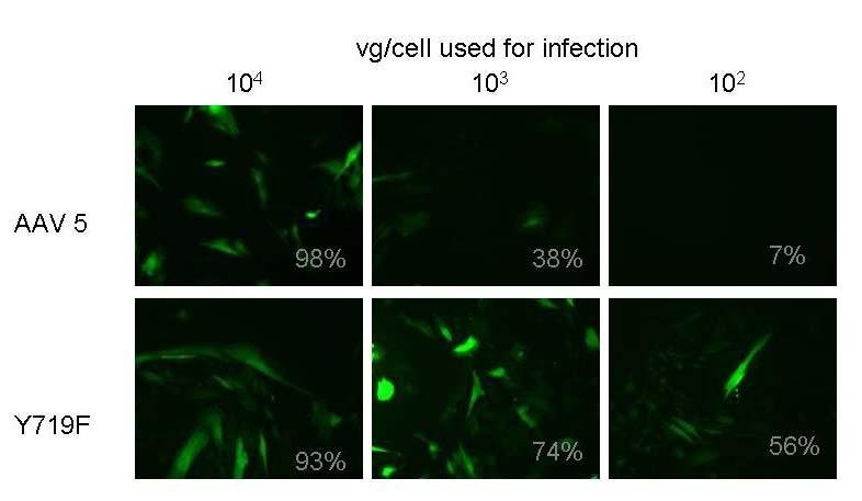Figure 3-11. AAV5 Y719F capsid mutation increases transduction efficiency in equine synovium derived fibroblasts.