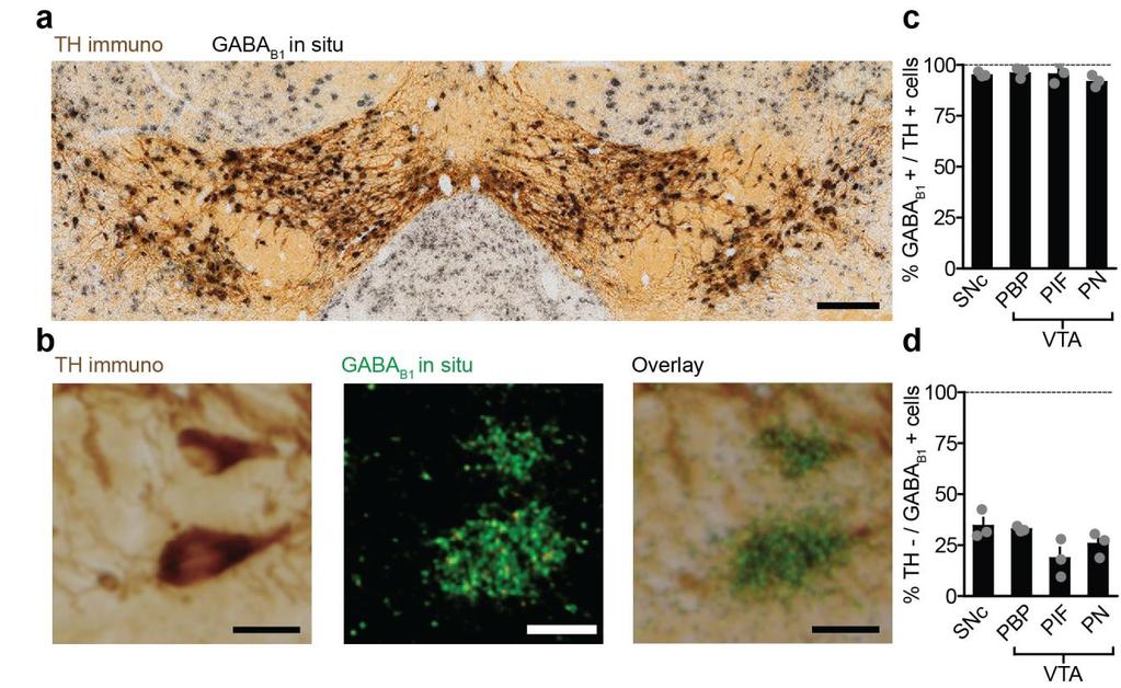Supplementary Figure 3 GABA B Rs are strongly expressed in dopamine neurons throughout the midbrain.