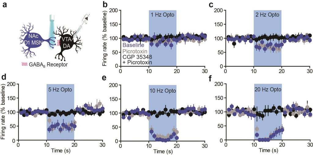 Supplementary Figure 7 Nucleus accumbens inputs inhibit dopamine neurons via GABA B Rs.