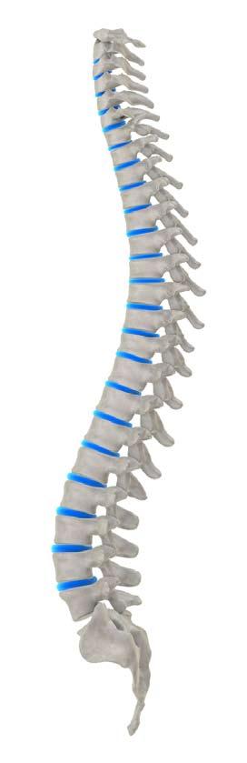 5 Review of Systems - Function of Spinal Nerves SPINAL NERVE ORGANS & GLANDS The organs and glands listed below are linked to the corresponding sections of the spine and it s spinal nerves.