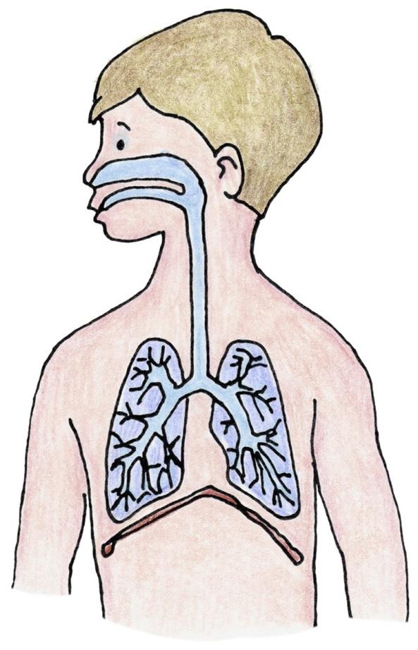 Respiratory Anatomy and Physiology Main Stem Bronchi: o Large airways that lead to the lungs on the left and right sides of the body Bronchioles: o Smaller