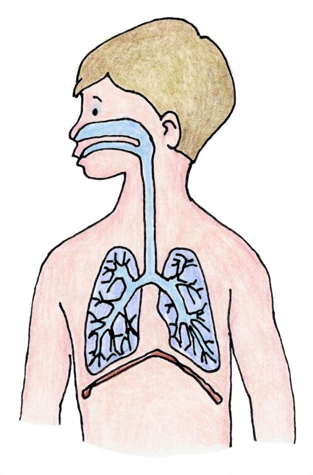 Respiratory Anatomy A basic introduction to the normal respiratory system The respiratory system is the pathway where air enters and leaves the body, allowing oxygen from the air to absorb into the