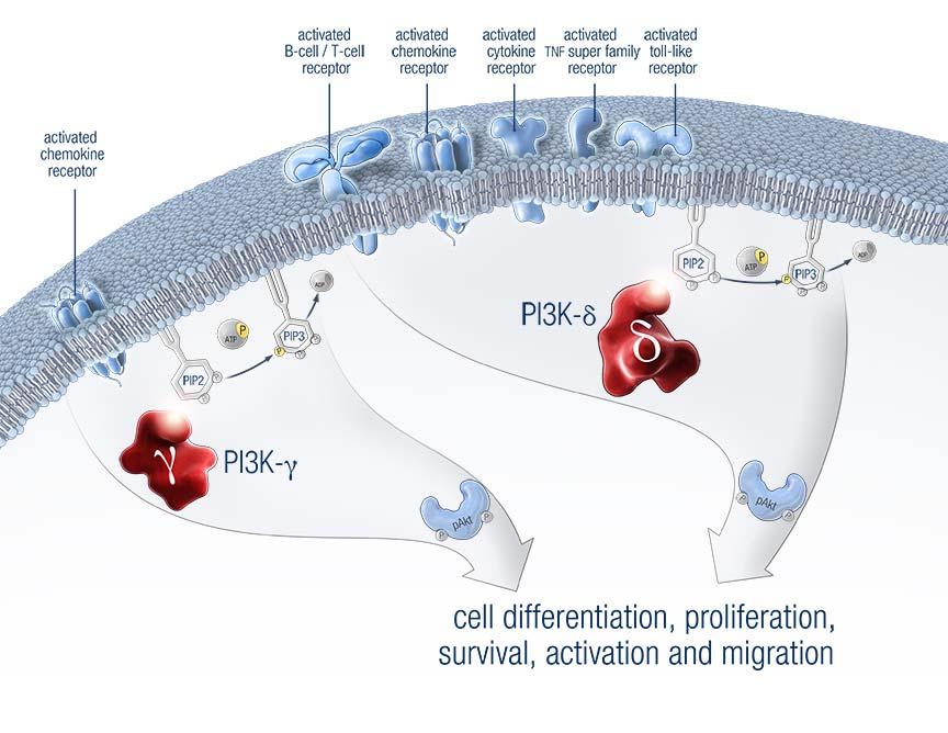 PI3K-δ and PI3K-γ Support the Growth and Survival of B-cell and