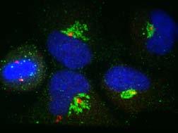 but not dynein 2 disrupts mitosis whereas depletion of either disrupts interphase in HeLa cells.