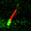 Dynein2 depletion causes accumulation at tips of cilia but does not