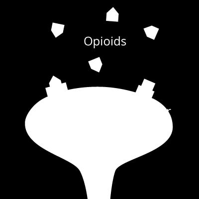 Some opioids, such as morphine, are produced naturally by plants, while other opioids, such as methadone and heroin, are synthetic or semisynthetic drugs 8.
